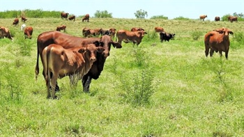 Why cattle and sheep are the new anchor for farm property prices