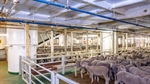 From Canberra to Tehran: how war has hastened live sheep trade's demise