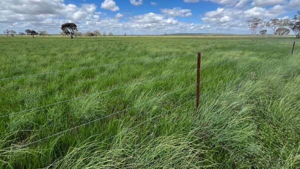 Quality Maranoa country cracks $604/acre in an 'above expectations' sale