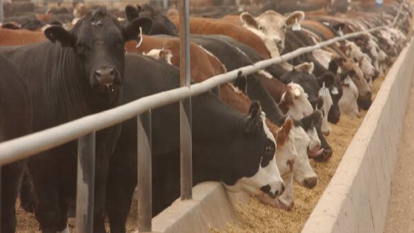 GrainCorp tips feedlot demand to lure WA grain east as on-farm stocks shrink