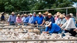 Market rebound: rain and tight supply combine to send sheep prices upwards