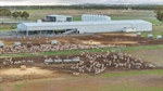 Highly developed livestock breeding and backgrounding operation | Photos
