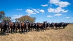The China quota crunch: looming challenge for Australia's record beef trade