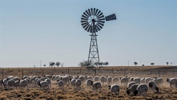 Explainer: how tight supply is overriding soft sheep meat export demand
