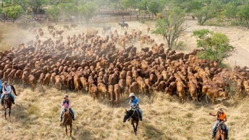 Key leadership change flagged at NAPCo; Elders announces its feedlot exit date
