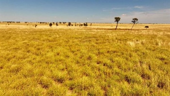 Grassed up grazing country makes $409/acre in strong auction result | Video