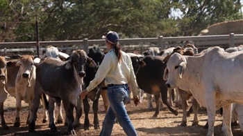 Cattle market: safeguard tariffs start to bite as Australian prices rise