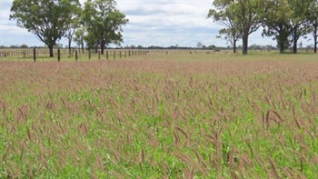Highly productive 1802 acre Western Downs cattle property heads to auction