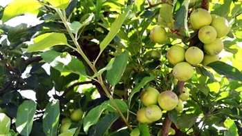 NZ buyer picks up Duxton Farms SA apple business for $9.2m