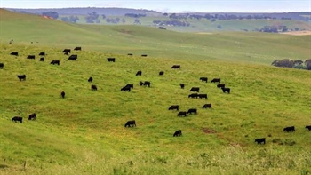 Premier Casterton rural property sells for $6.4 million in a strong result