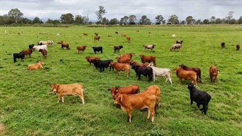 Despite the uncertainty, cattle country is still the in demand investment