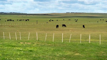 Food or forestry: political storm brews over sale of Tasmania's largest farm