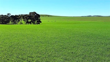 Historic 2635ha Mid North farm portfolio listed for sale after 150 years