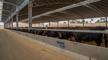 Q1 price report card: Wagyu's market recovery is now in full swing