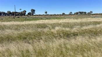 Grassed up Wampra and Wirranya well suited to cattle and sheep production