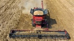 Grain markets rally on global risks, but will local prices follow suit?