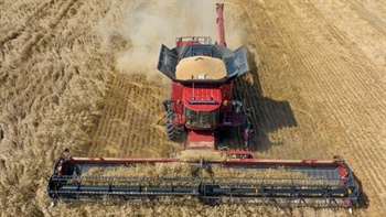 Grain markets rally on global risks, but will local prices follow suit?