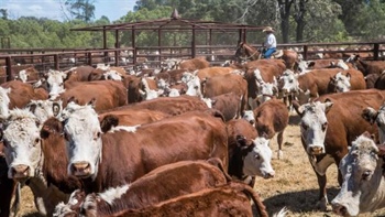 A tale of two markets: Queensland pushes ahead as southern beef kills ease