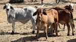 Thirlestone offered with 800 quality Brahman breeders in tick free country