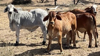 Thirlestone offered with 800 quality Brahman breeders in tick free country
