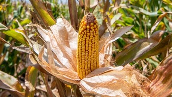 The corn signal: why Australian wheat growers can't afford to ignore it