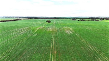 Mallee cropping block hits the market during the growing season