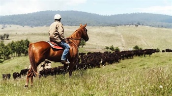 Historic Cobungra and Rewan cattle stations sold in mammoth farm deal
