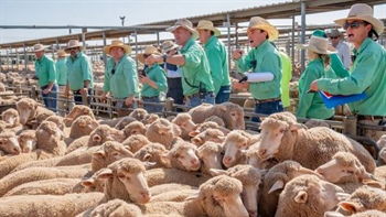 The nations underpinning the lamb export trade amid slow Middle East recovery