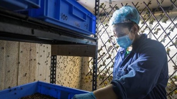 Funding crisis: celebrated maggot-tech company in voluntary administration