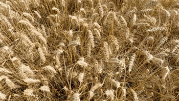 War risk is back on the menu, but will local growers see the benefits?