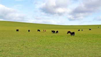 New owners to plant 12 million pine trees on Tasmania's largest farm