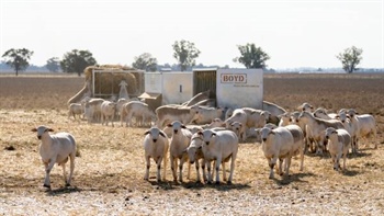 What the latest sheep and lamb slaughter data reveals about supply pressure