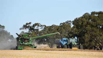 Australia gains more access to Chinese canola market after trial approved
