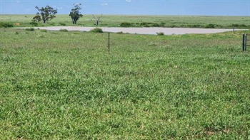 Maranoa country with access to saleyards, feedlots, processors | Photos