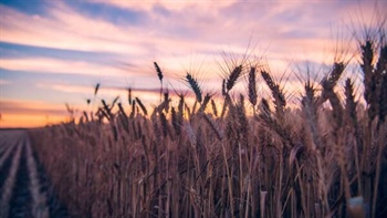 War premium hits: how global risk is now shaping Australian grain prices