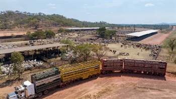 Why Australia's live cattle trade is more reliant on Indonesia than ever