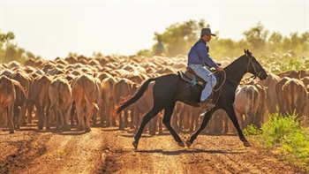 AACo's cost-benefit reality check on methane-busting stockfeed additives