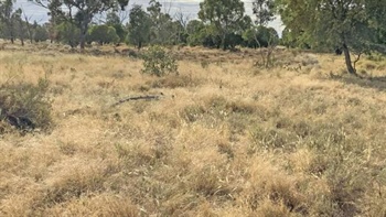Auction of destocked country with carbon income now in September | Photos