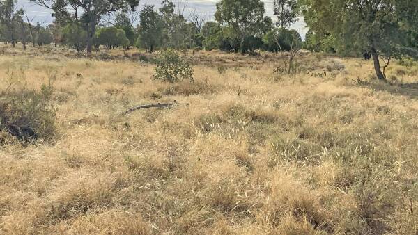 Auction of destocked country with carbon income now in September | Photos
