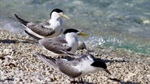 Bird flu confirmed in 27 wild birds across four Australian states