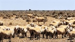 Cattle firm's stunning buy of vast Nullarbor sheep stations almost complete