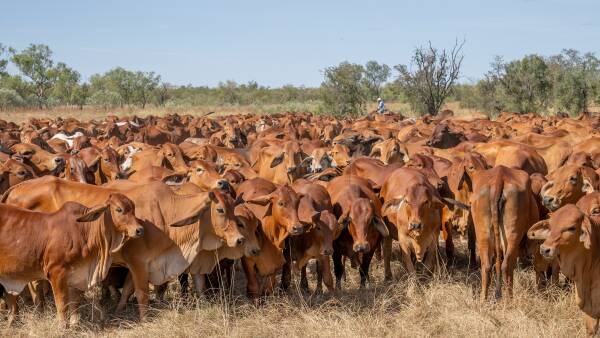 Processors get selective as winter conditions reshape our cattle market