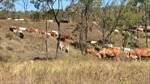 Quality breeding and backgrounding country for 2460 breeders plus followers