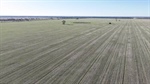 Impressive 'Golden Triangle' grain aggregation hits the market | Photos