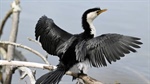 Dogs, ducks and dead birds: the treacherous inland path of avian influenza