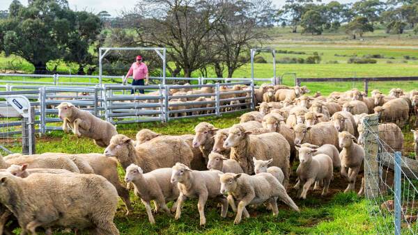 Shannon family's reasons for selling big Mid North portfolio after 150 years