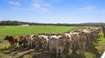 Elite irrigation, hay production country for 800 cattle asking $10 million