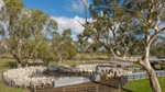 Slaughter data reveals the story behind falling sheep and lamb prices