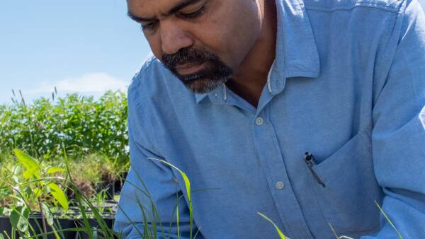 No single answer to paraquat restriction challenge but alternatives do exist