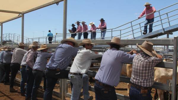 'A fundamental deficiency': could a revamped beef levy fund a critical fix?